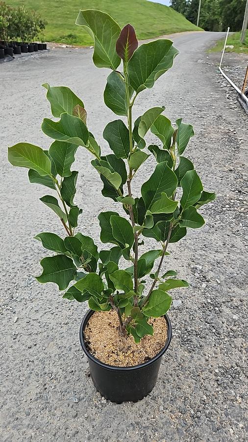 Magnolia x 'March 'Til Frost'