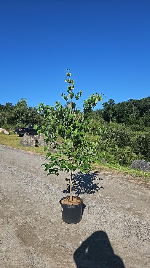 Cornus kousa 