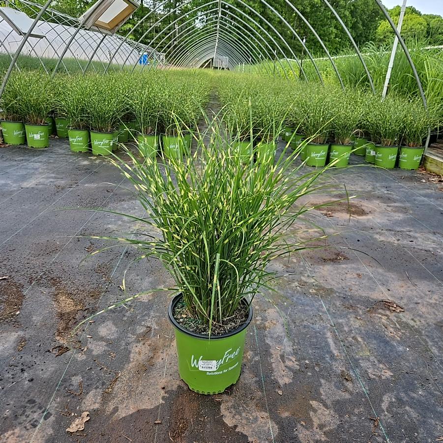Miscanthus sinensis Bandwidth