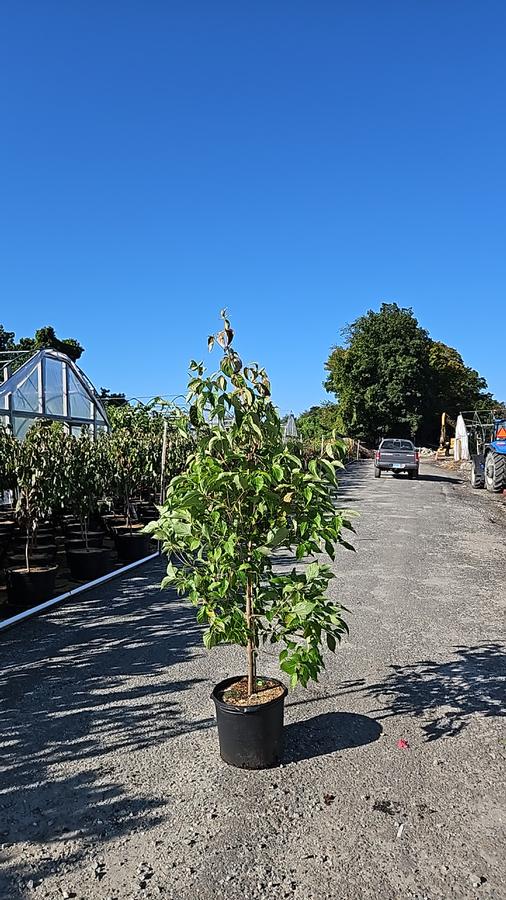 Cornus kousa 'Milky Way'