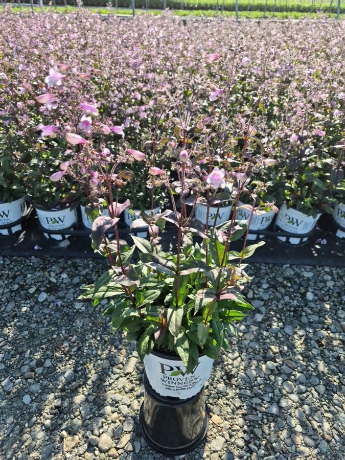 Penstemon hybrid 'Midnight Masquerade'