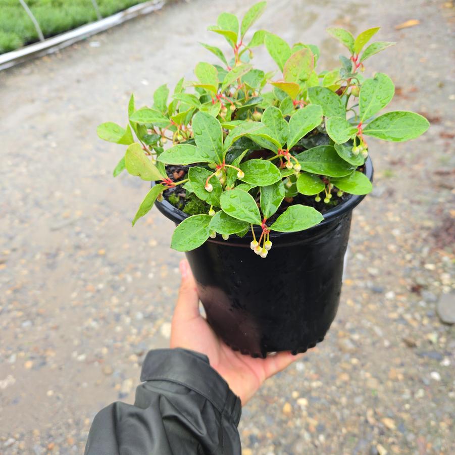 Gaultheria procumbens Cherry Berries®