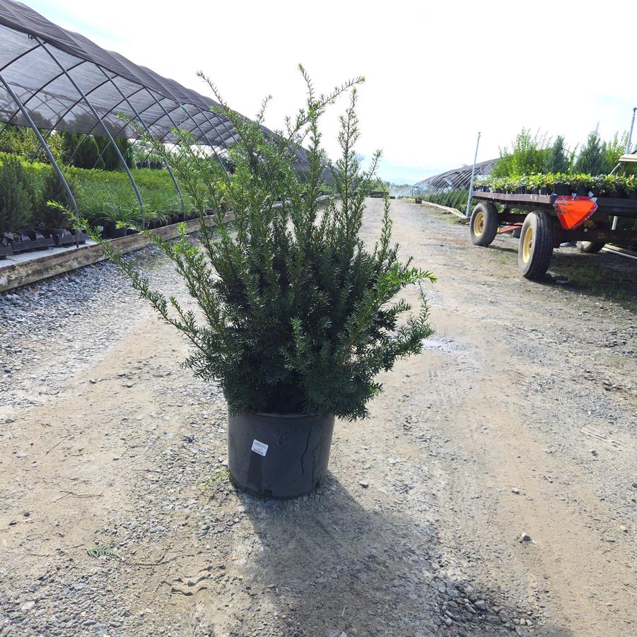 Taxus x media 'Dark Green Spreader'