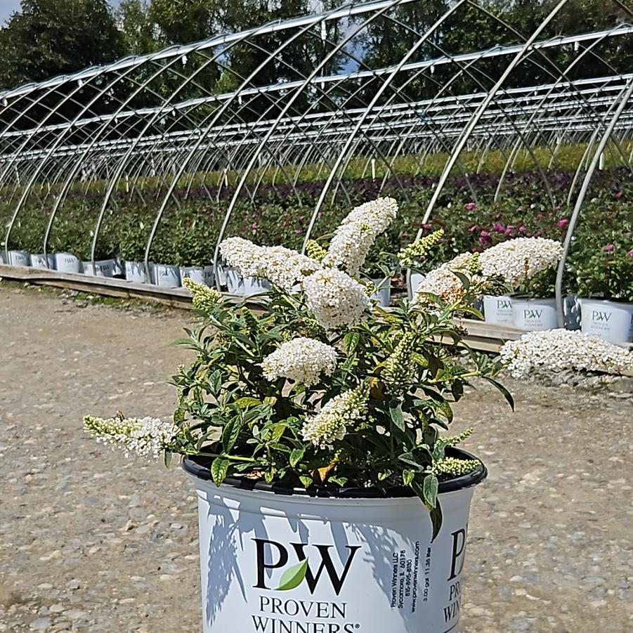 Buddleia x Pugster White®