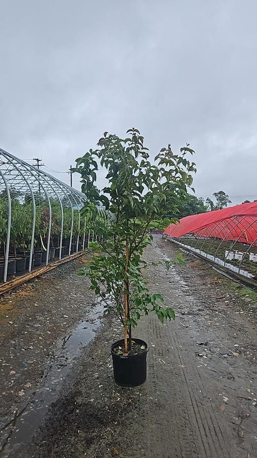 Cornus kousa Scarlet Fire®