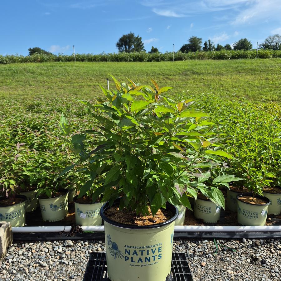 Cornus racemosa Huron®