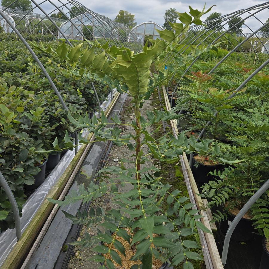 Mahonia x media 'Winter Sun'