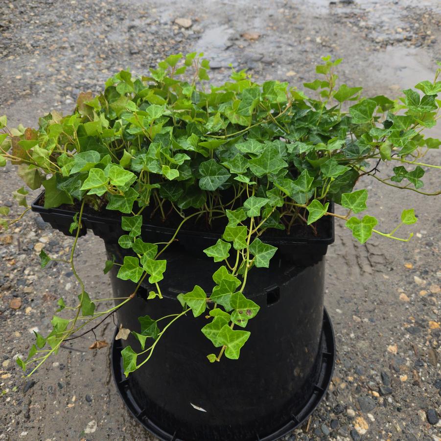 Hedera helix 