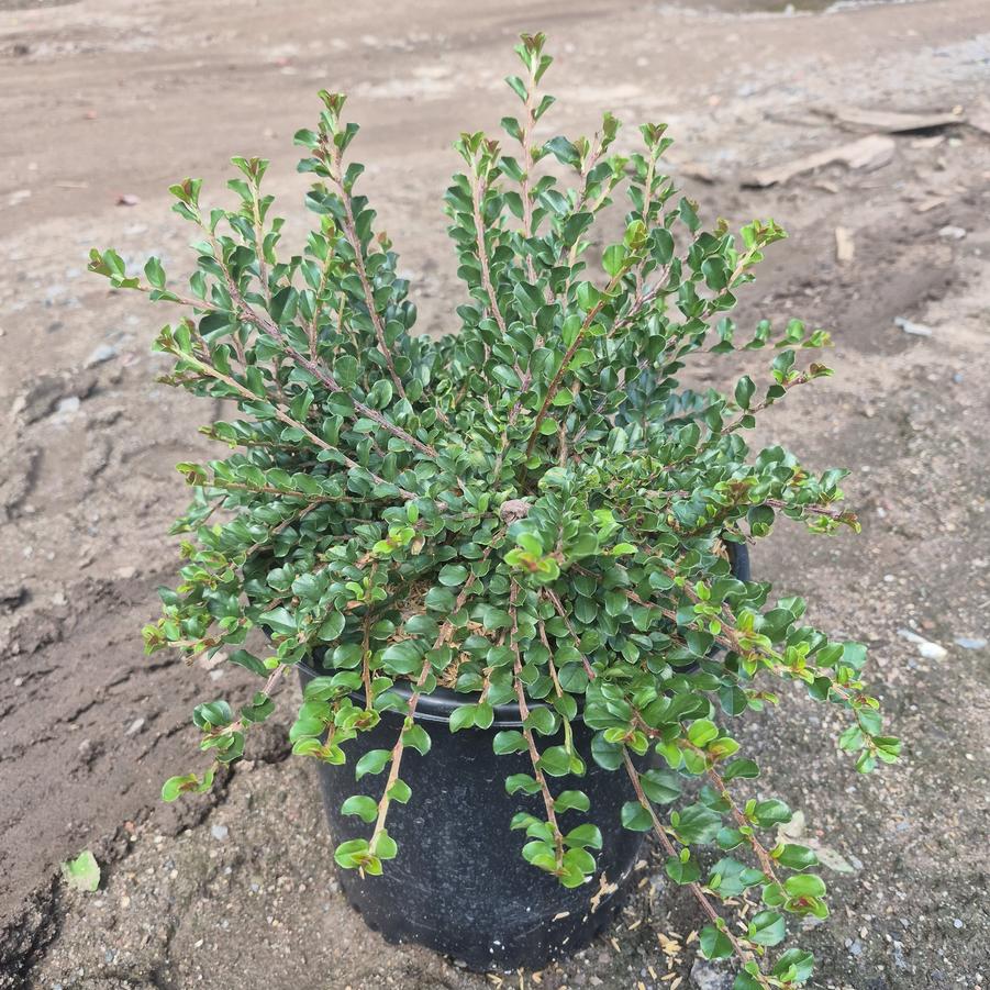 Cotoneaster apiculatus 