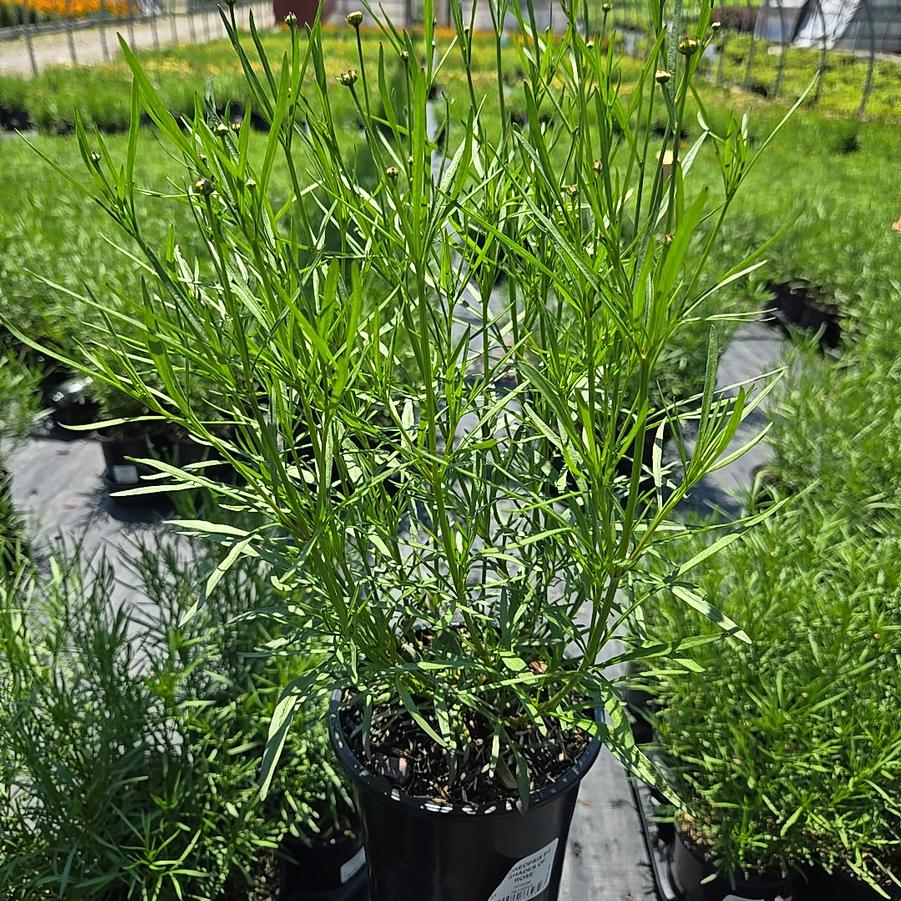 Coreopsis verticillata Permathread™ 'Shades of Rose'