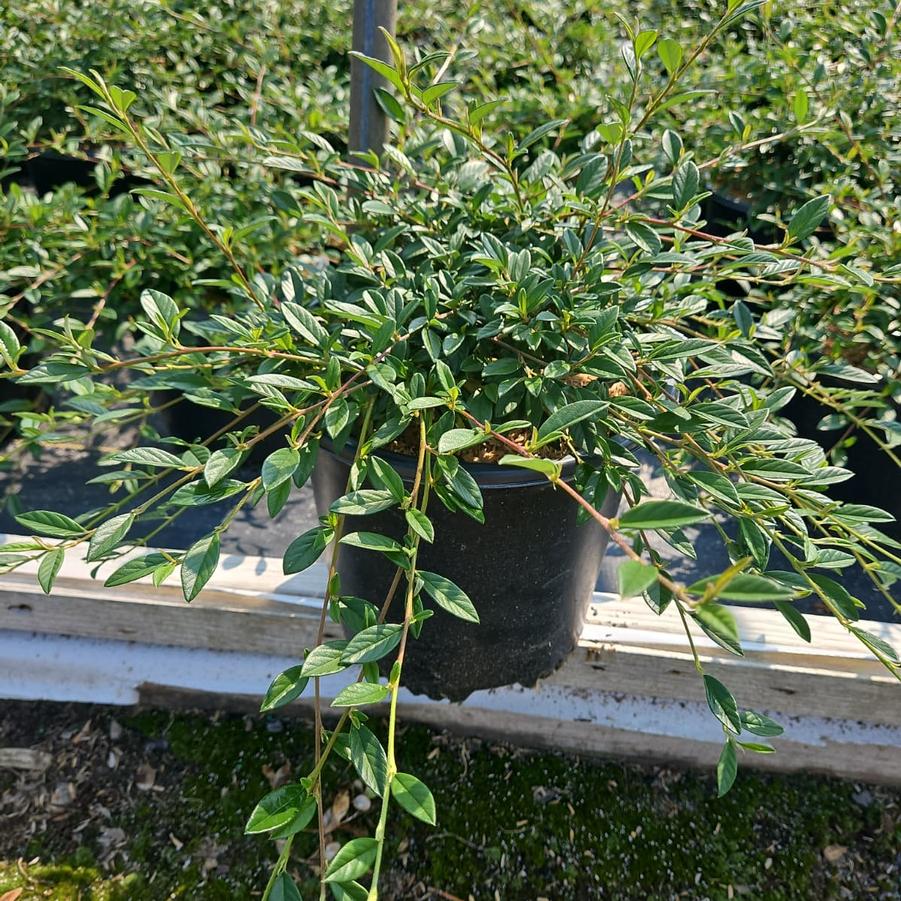 Cotoneaster sal. Repandens