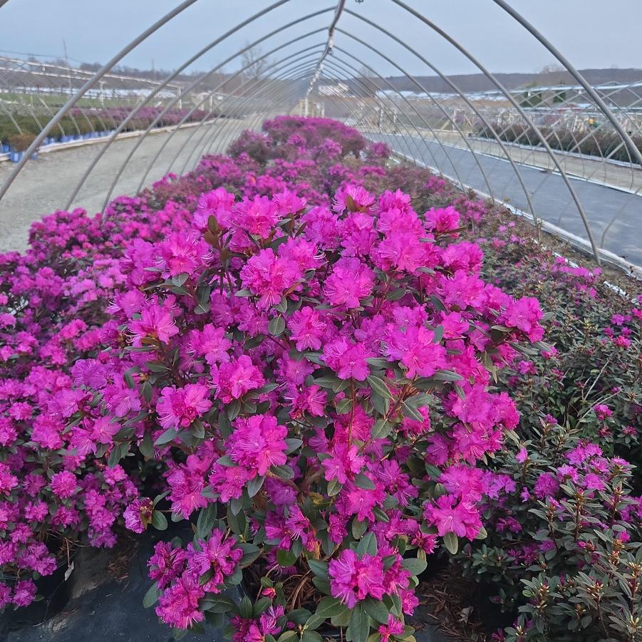 Rhododendron x 'P.J.M. Elite Star'