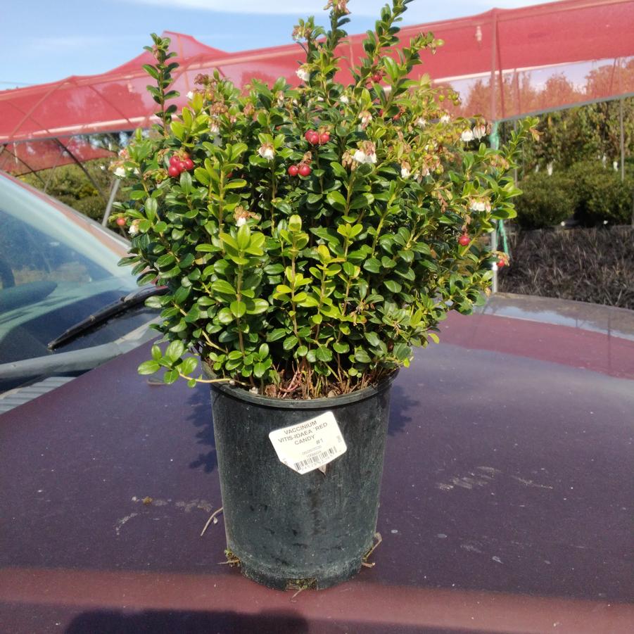 Vaccinium vitis-idaea 'Red Candy'