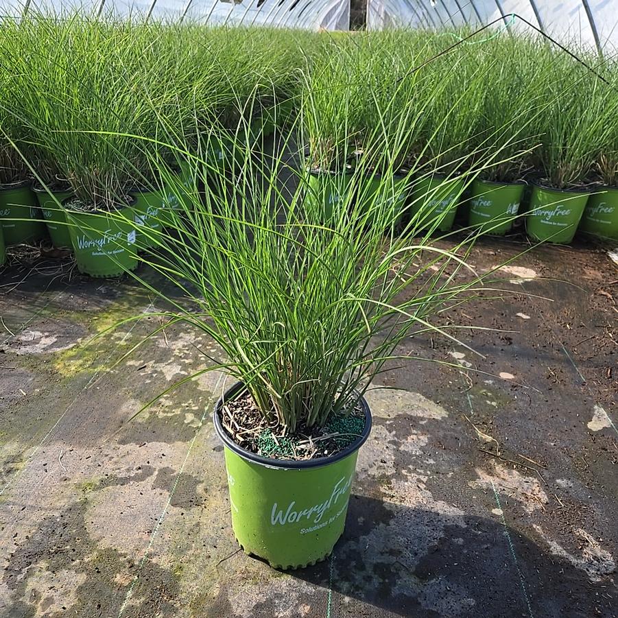 Miscanthus sinensis Scout™