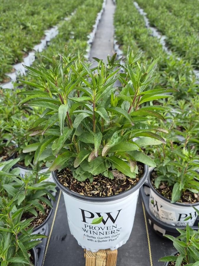 Veronica x Magic Show® 'Wizard of Ahhs'