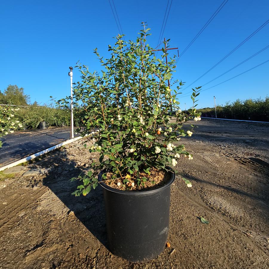 Symphoricarpos doornbosii Magical® Avalanche