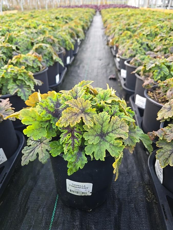 Tiarella x 'Fingerpaint'