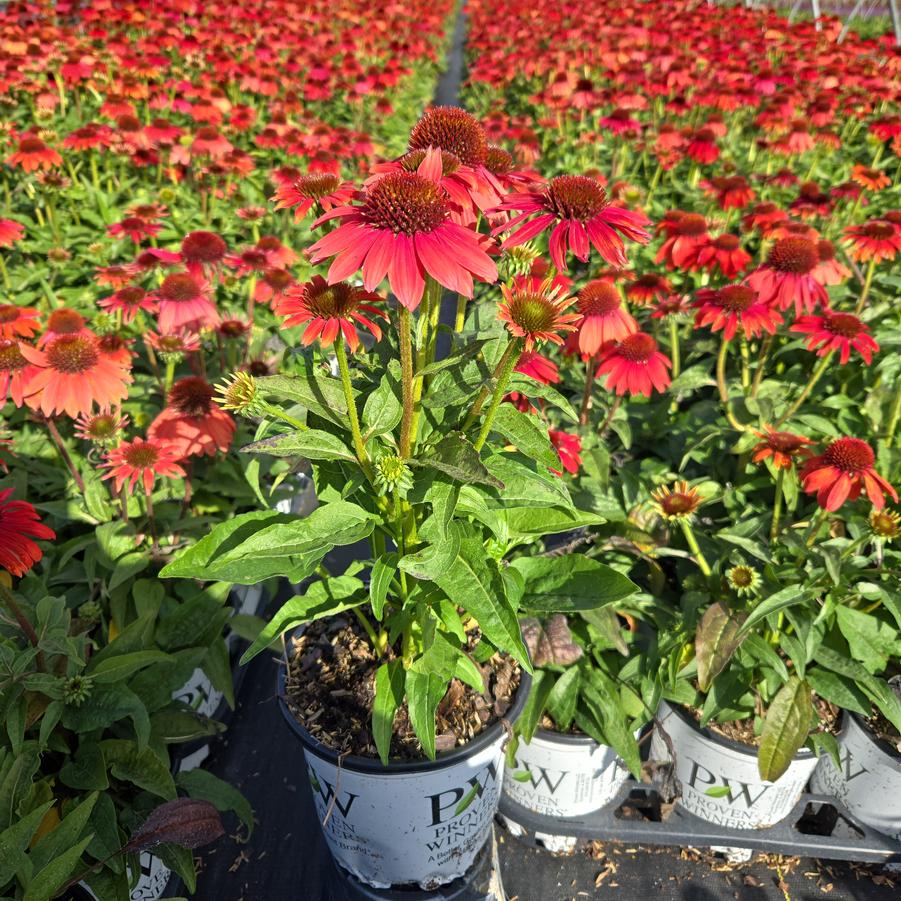 Echinacea x SUMMERSONG™ Firefinch™