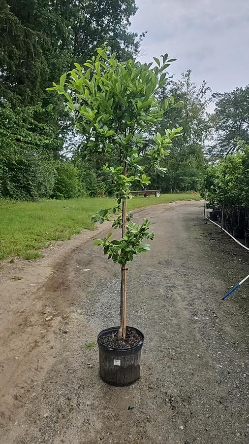 Nyssa sylvatica Green Gable™