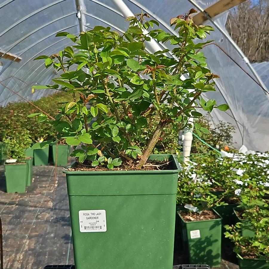 Rosa The Lady Gardener™