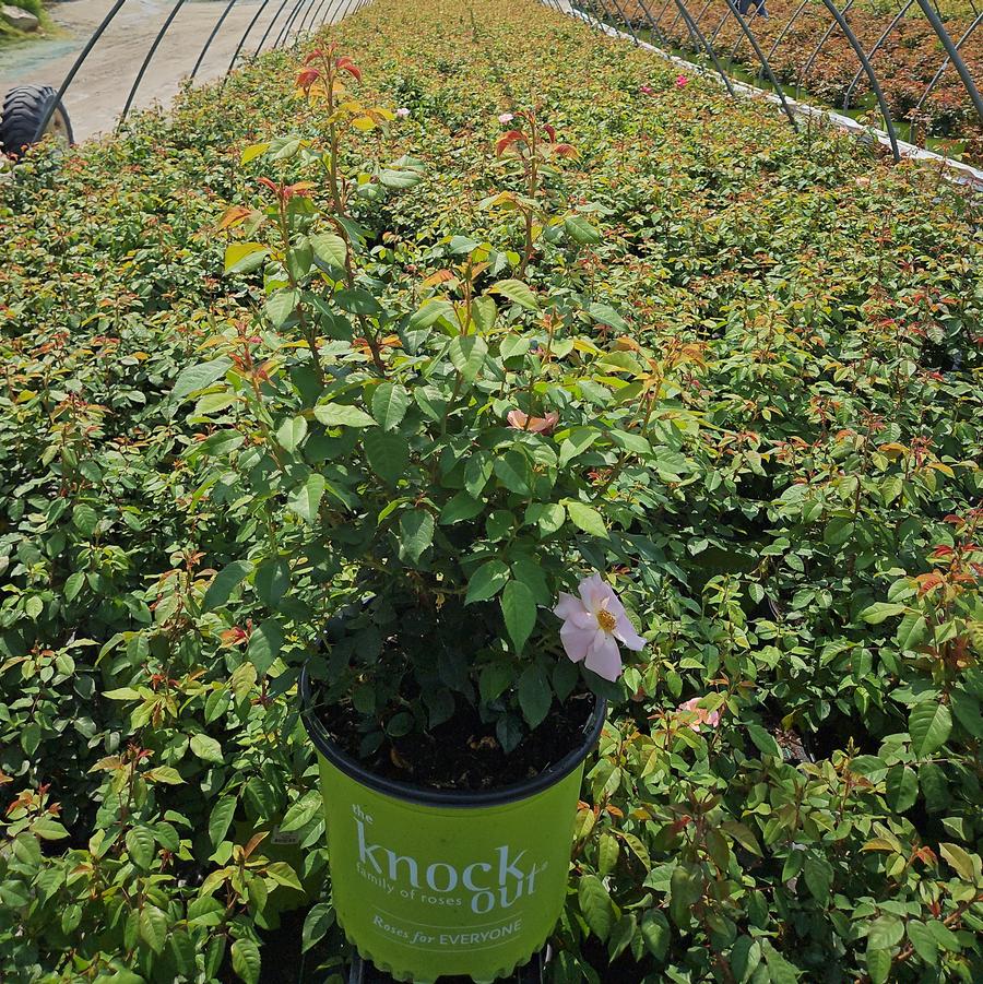 Rosa Peachy Knock Out®
