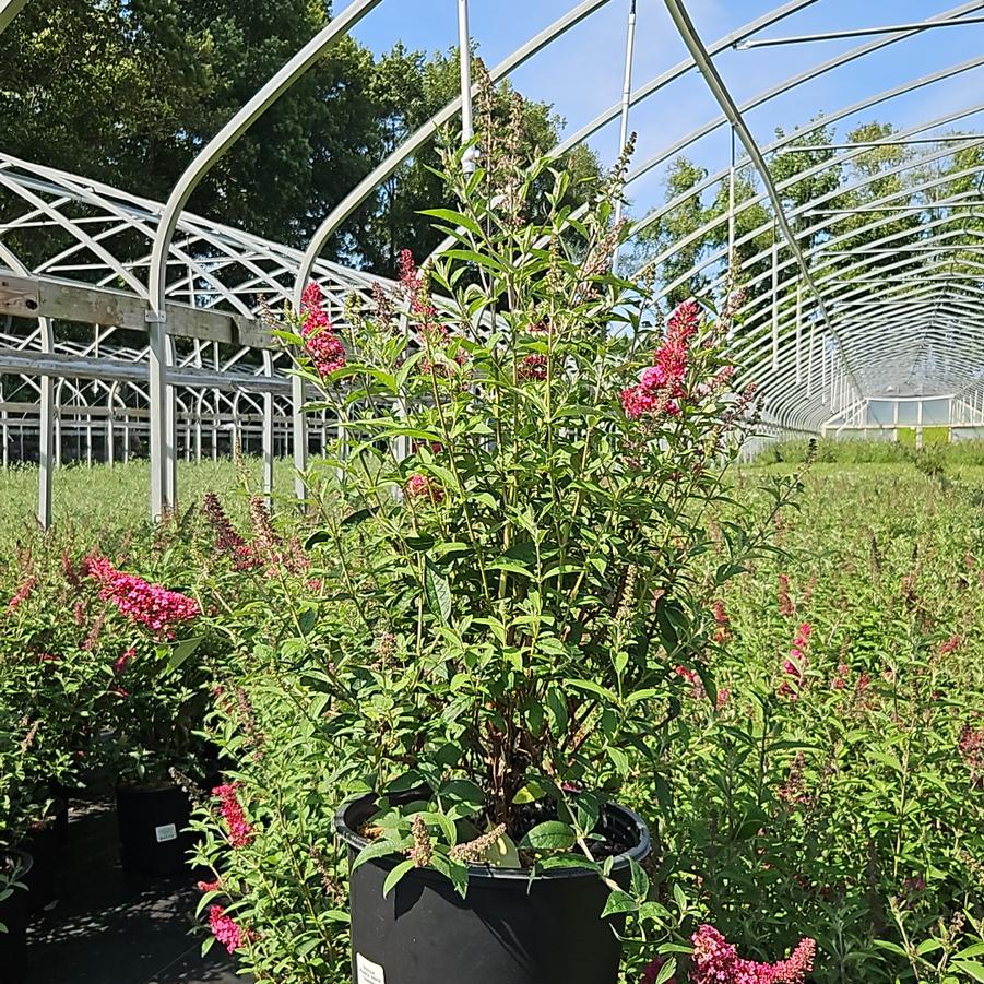 Buddleia davidii Monarch® 'Prince Charming'