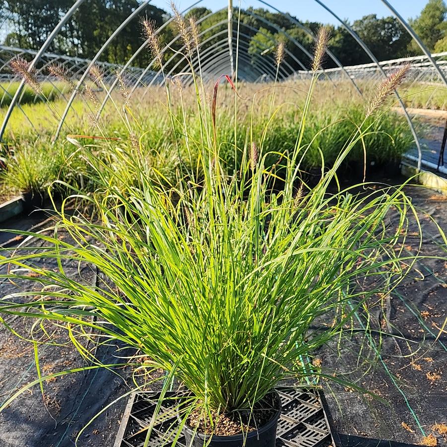 Pennisetum alopecuroides 