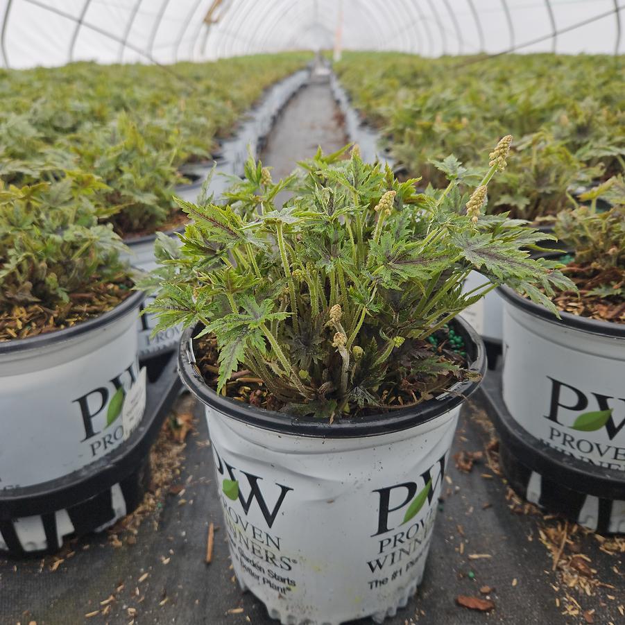 Tiarella x 'Cutting Edge'