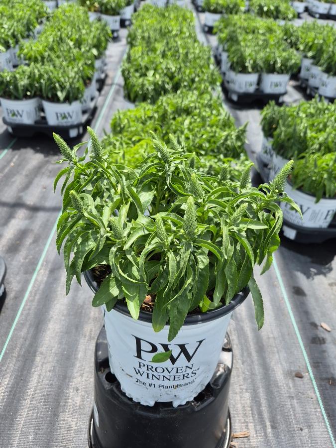 Veronica x Magic Show® 'White Wands'