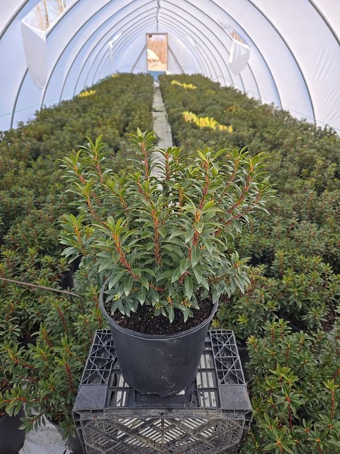 Kalmia latifolia 'Tiddlywinks'