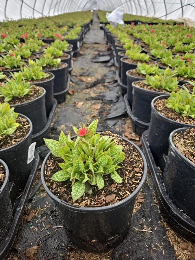Pulmonaria 'Shrimps on the Barbie'