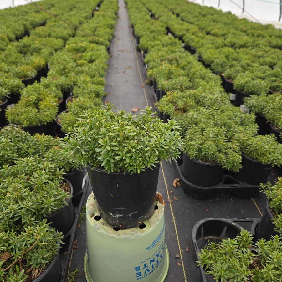 Iberis sempervirens Snowsurfer™