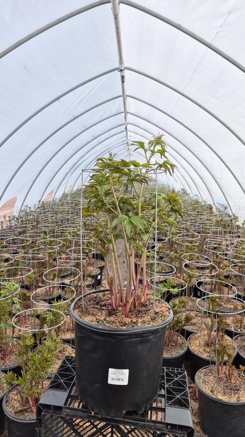 Paeonia lactiflora 'Shirley Temple'