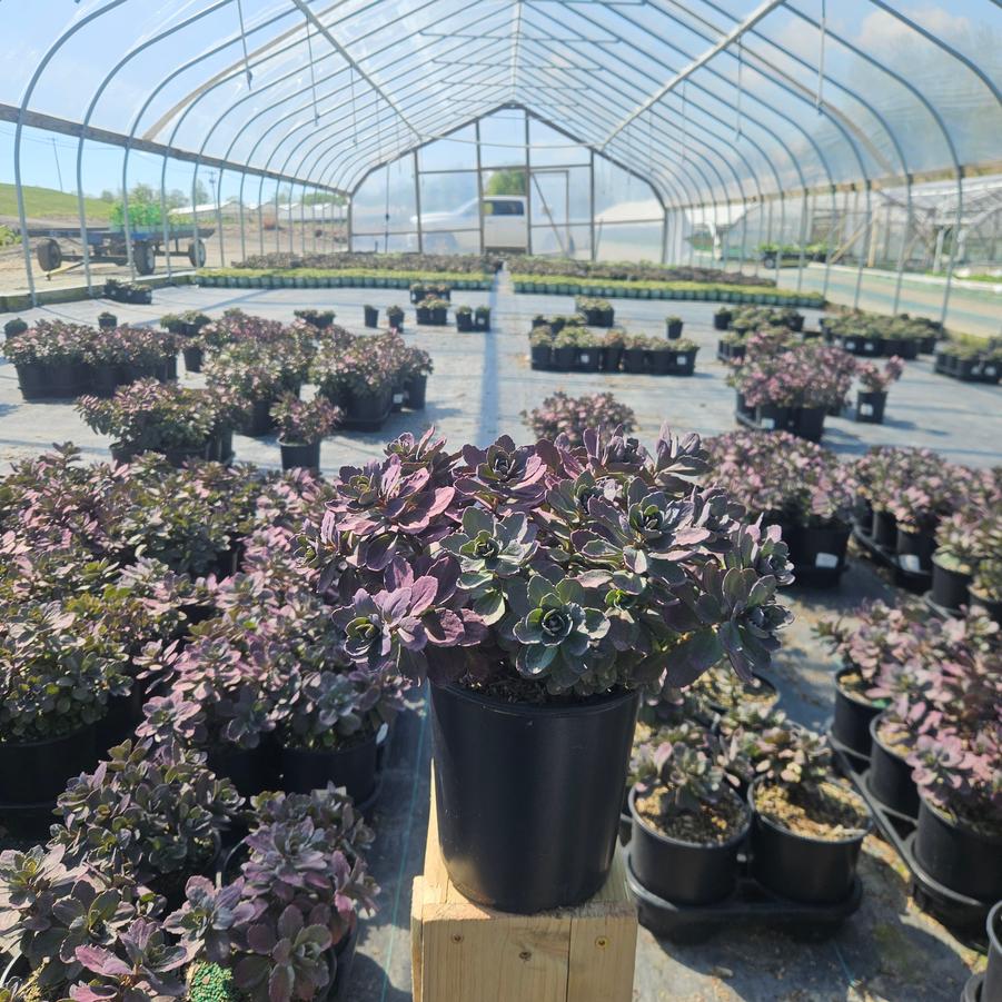 Sedum x SunSparkler® 'Plum Dazzled'