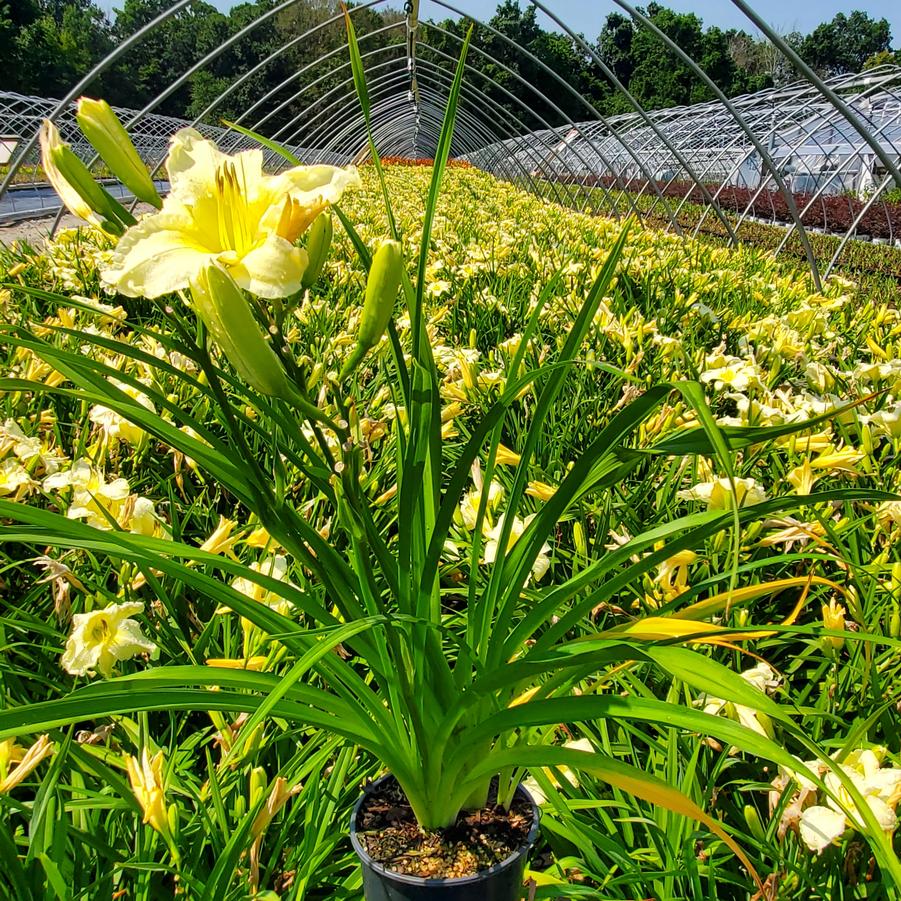 Hemerocallis 'Sunday Gloves'