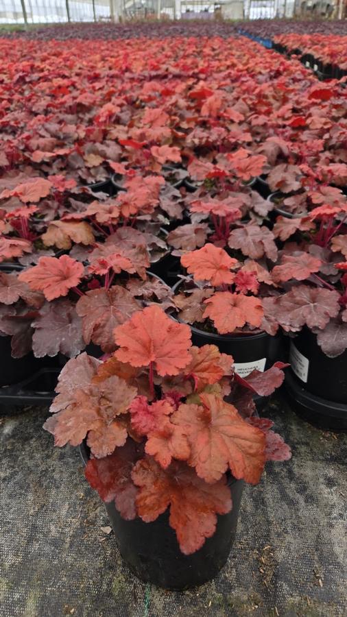 Heuchera Forever® Red