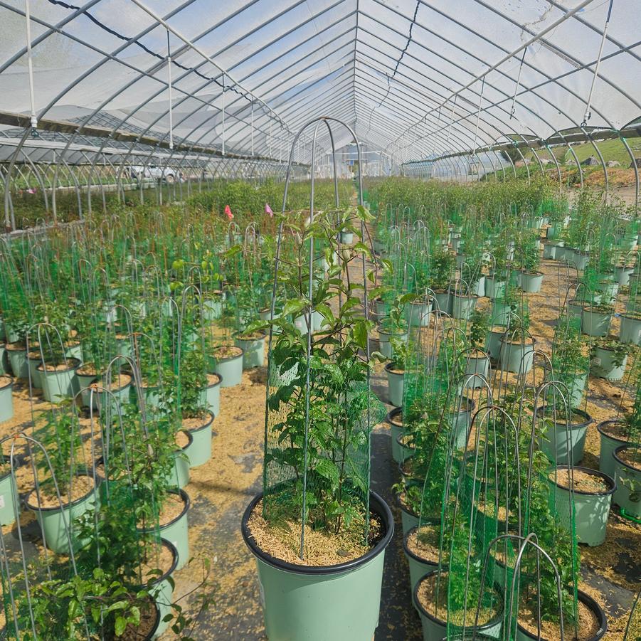 Clematis x Boulevard® Nubia™
