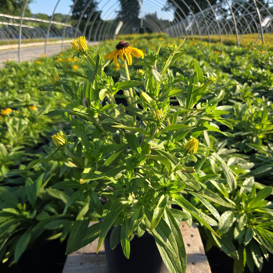 Rudbeckia x 'American Gold Rush'
