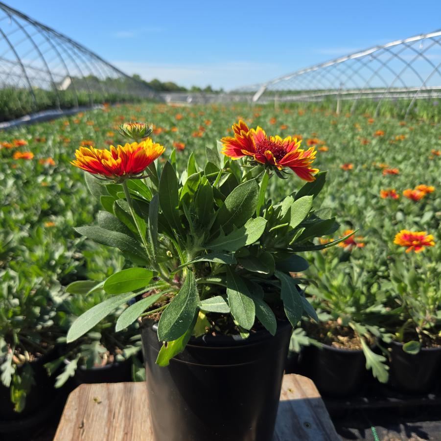 Gaillardia aristata Spintop Orange Halo