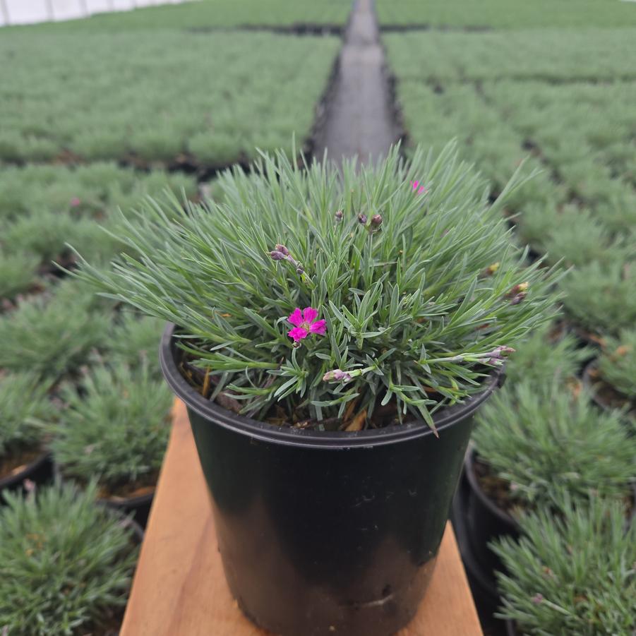 Dianthus x 'Firewitch'