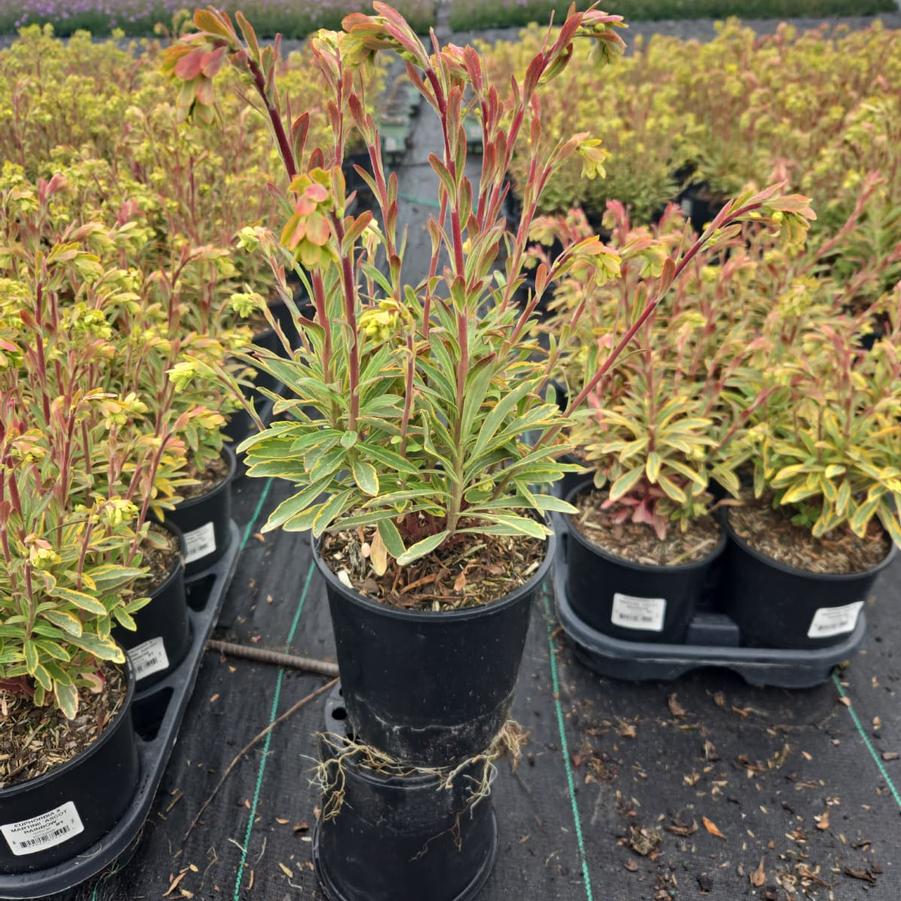 Euphorbia x martinii 'Ascot Rainbow'