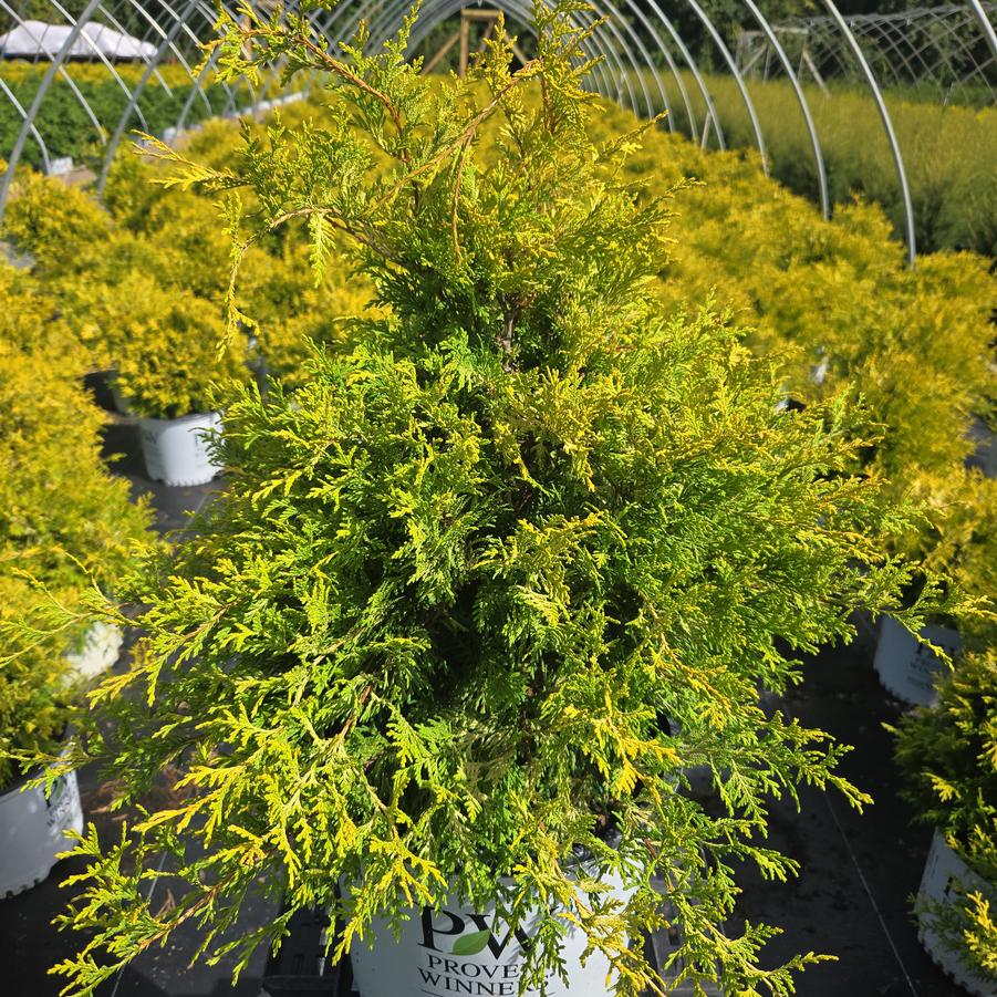 Chamaecyparis pisifera Soft Serve® Gold