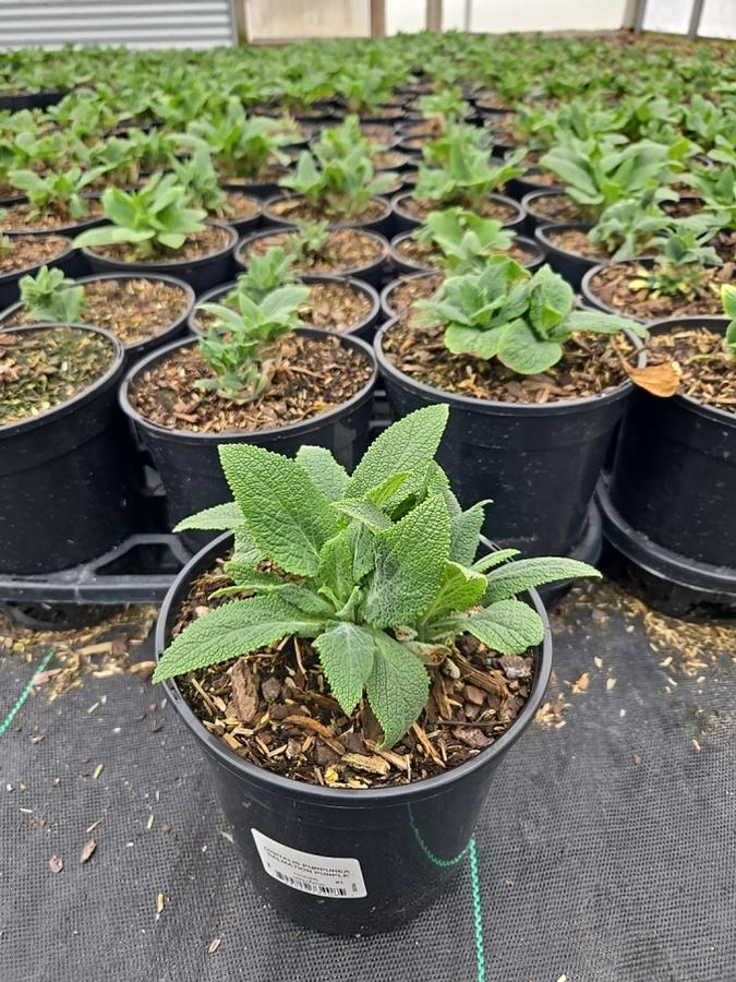 Digitalis purpurea 'Dalmatian Purple'