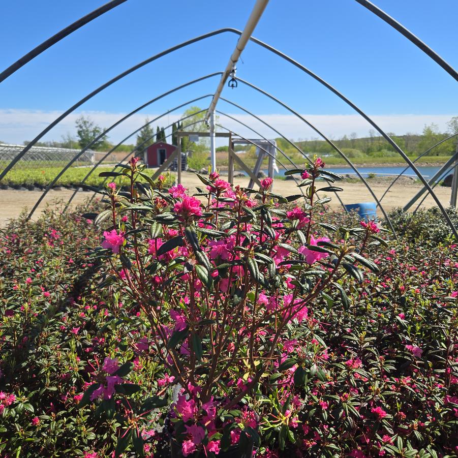 Schizophragma hyd. Rose Sensation™