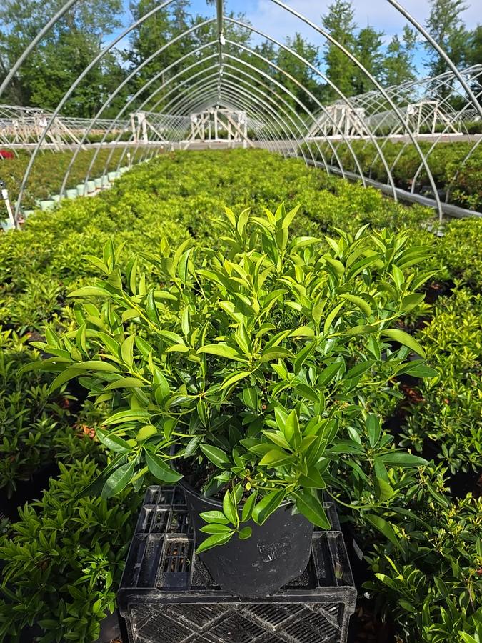 Kalmia latifolia 'Pristine'