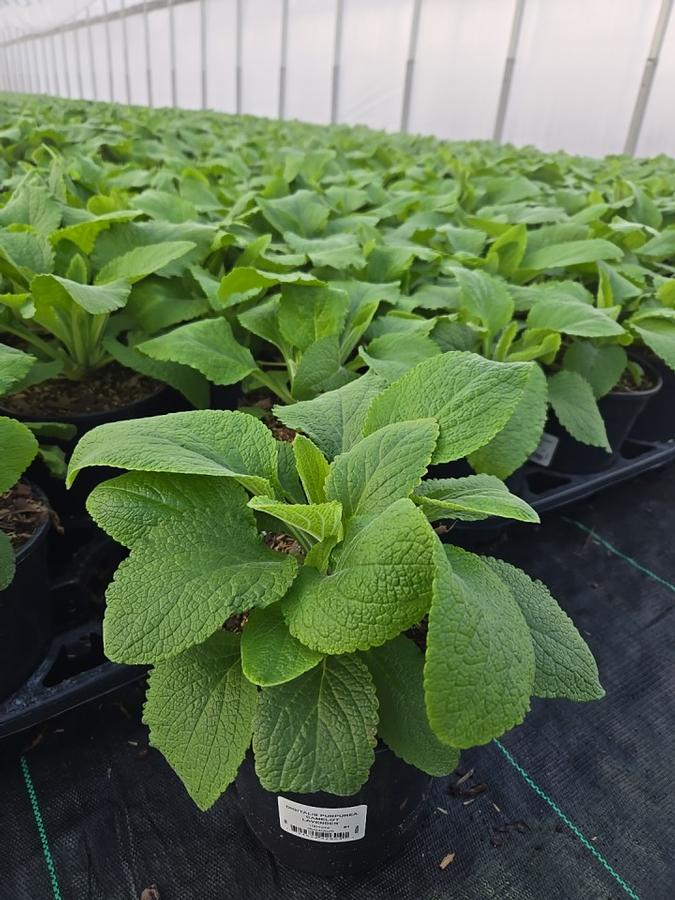 Digitalis purpurea 'Camelot Lavender'