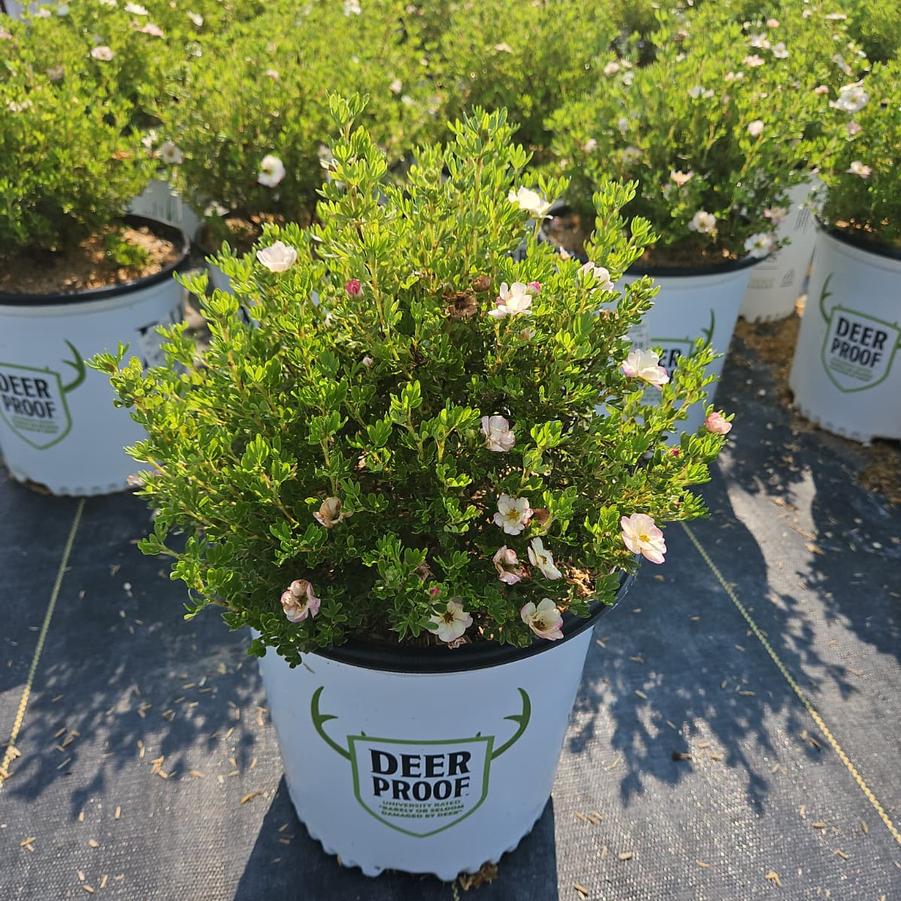 Potentilla fruticosa Happy Face Hearts®
