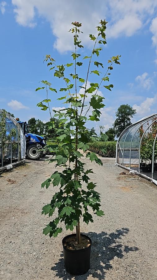 Acer saccharum 'Super Sweet'