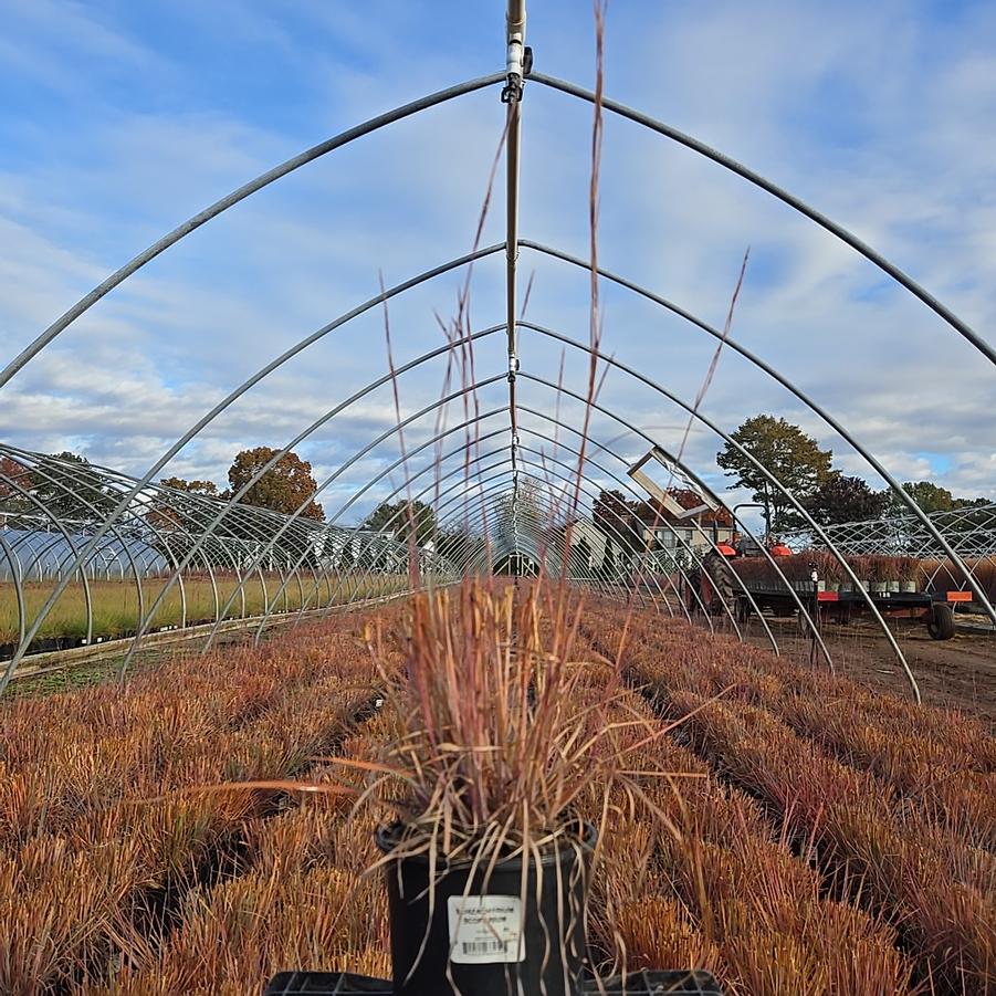 Schizachyrium scoparium 