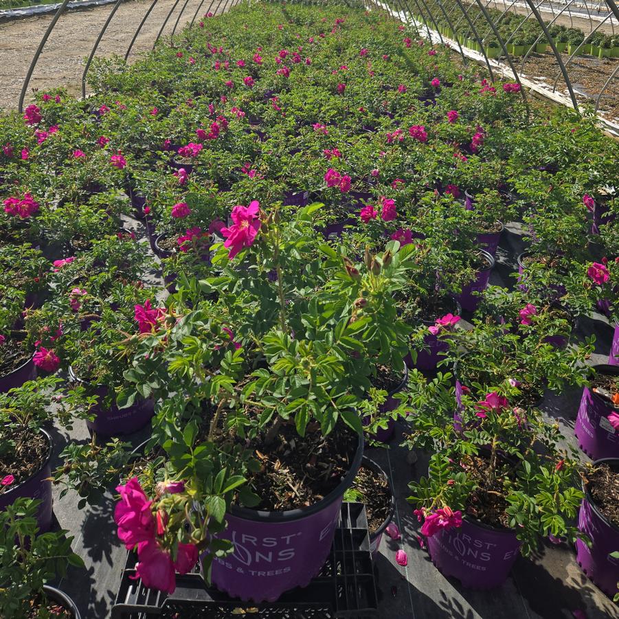 Rosa rugosa Lotty's Love™